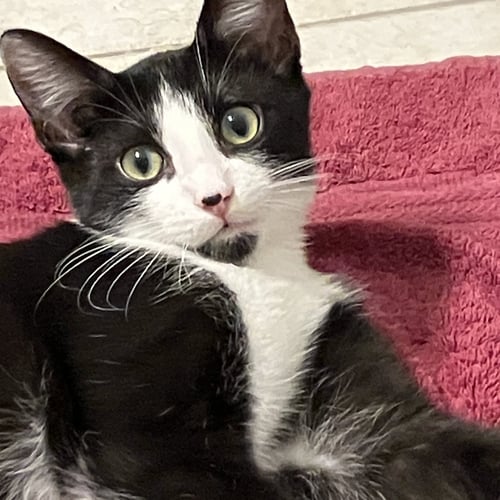 BENJI - Tuxedo / Domestic Short Hair available for adoption