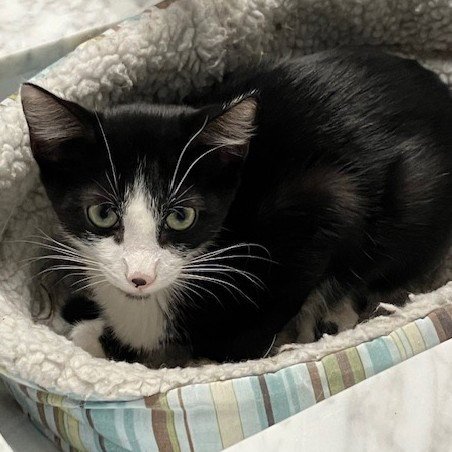 BENJI - Tuxedo / Domestic Short Hair available for adoption