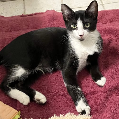 BENJI - Tuxedo / Domestic Short Hair available for adoption