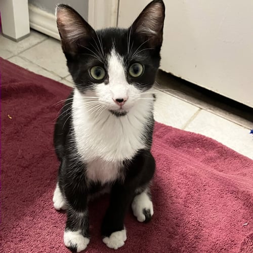 BENJI - Tuxedo / Domestic Short Hair available for adoption