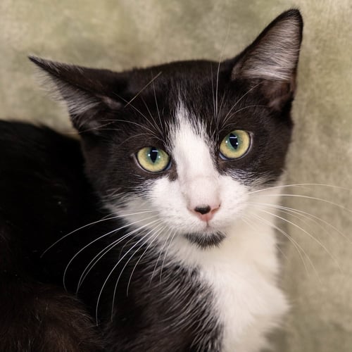 BENJI - Tuxedo / Domestic Short Hair available for adoption