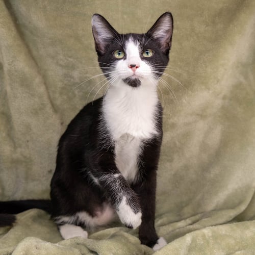 BENJI - Tuxedo / Domestic Short Hair available for adoption