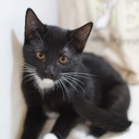 Molly - Photo 1