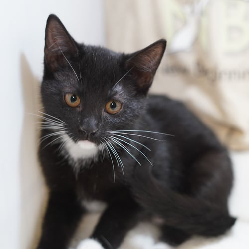MOLLY - Tuxedo / Domestic Short Hair available for adoption