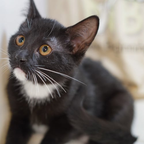 MOLLY - Tuxedo / Domestic Short Hair available for adoption