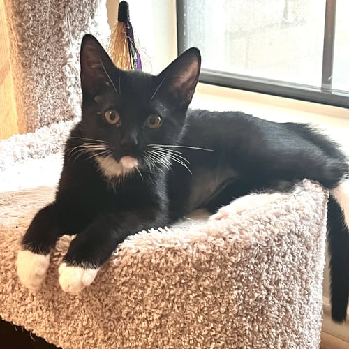 MOLLY - Tuxedo / Domestic Short Hair available for adoption