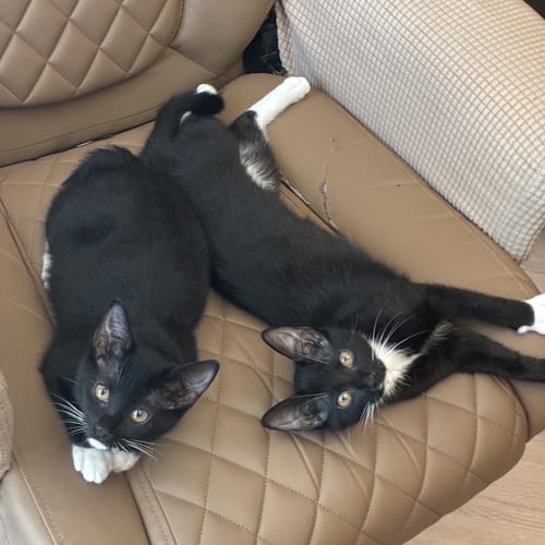 MOLLY - Tuxedo / Domestic Short Hair available for adoption
