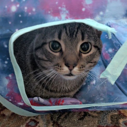 MIKEY - Tabby for adoption in Plano