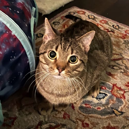 MIKEY - Tabby available for adoption