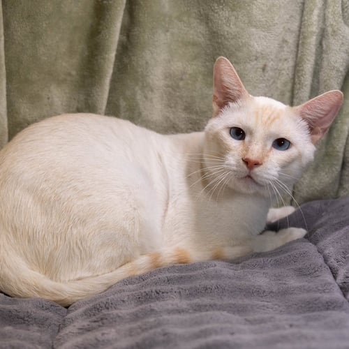 WILLY - Siamese / Domestic Short Hair available for adoption