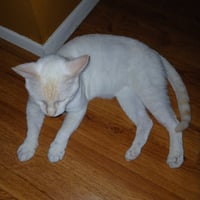 Willy - Photo 13