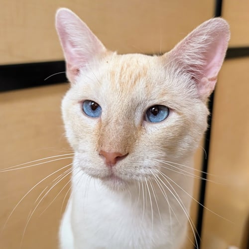 WILLY - Siamese / Domestic Short Hair for adoption in Garland