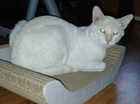 Willy - Photo 11