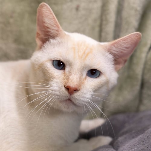 WILLY - Siamese / Domestic Short Hair available for adoption