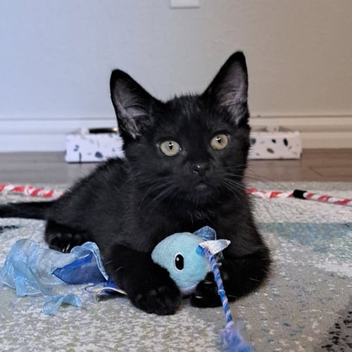TESSA - Domestic Short Hair for adoption in Richardson