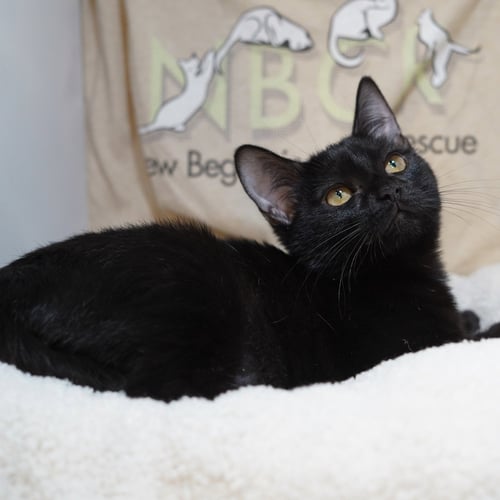 TESSA - Domestic Short Hair available for adoption