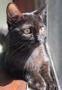Tessa - Photo 2