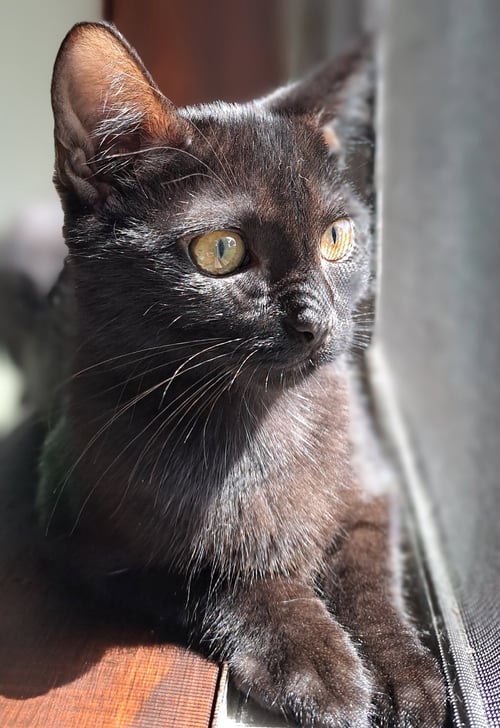 TESSA - Domestic Short Hair available for adoption