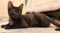 Tessa - Photo 3