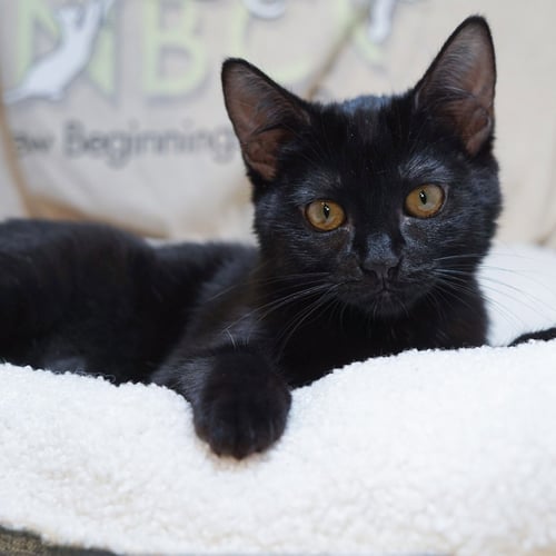 TESSA - Domestic Short Hair available for adoption