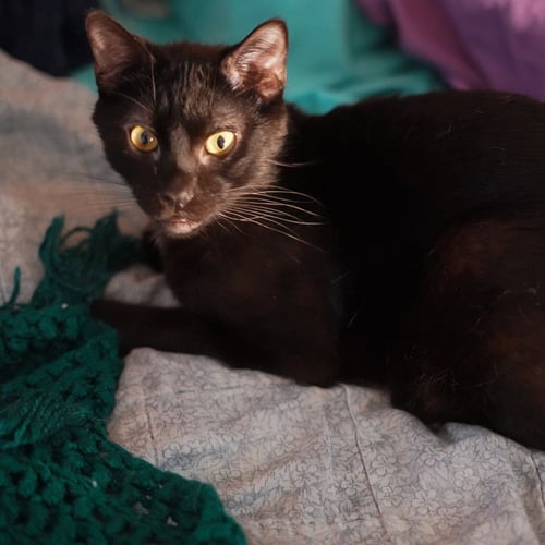 RAF - Domestic Short Hair available for adoption