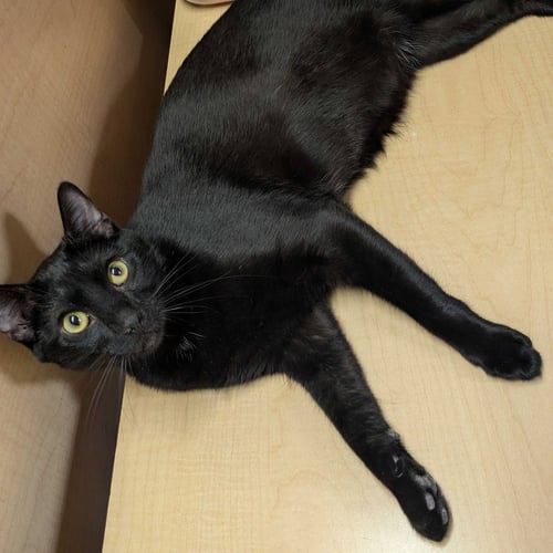 RAF - Domestic Short Hair available for adoption