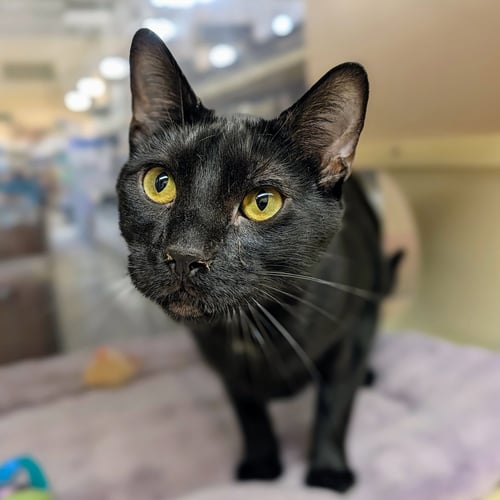 RAF - Domestic Short Hair available for adoption