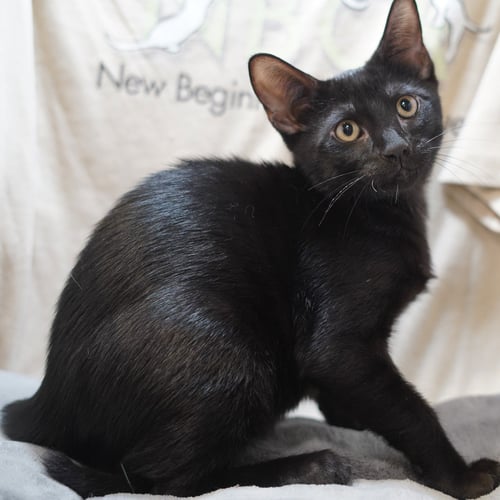 FRANKY - Domestic Short Hair available for adoption