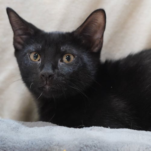 FRANKY - Domestic Short Hair available for adoption