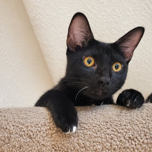 FRANKY - Domestic Short Hair available for adoption