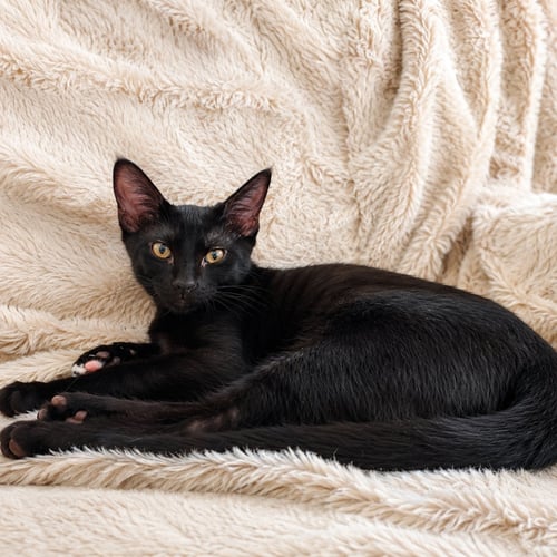 FRANKY - Domestic Short Hair available for adoption