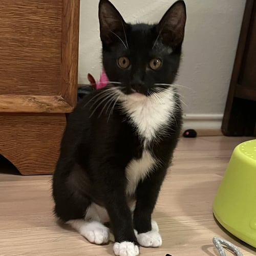 MAXINE - Tuxedo / Domestic Short Hair available for adoption