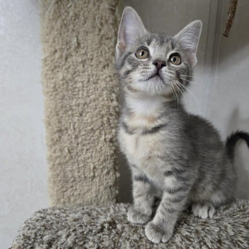 BAILEY'S - Tabby / Domestic Short Hair available for adoption