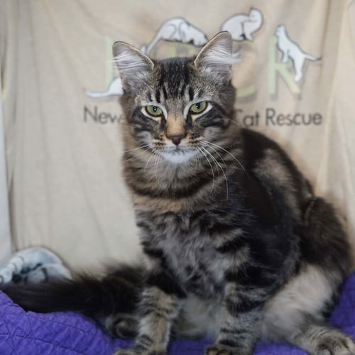 ZANGIEF - Maine Coon / Domestic Medium Hair for adoption in Plano