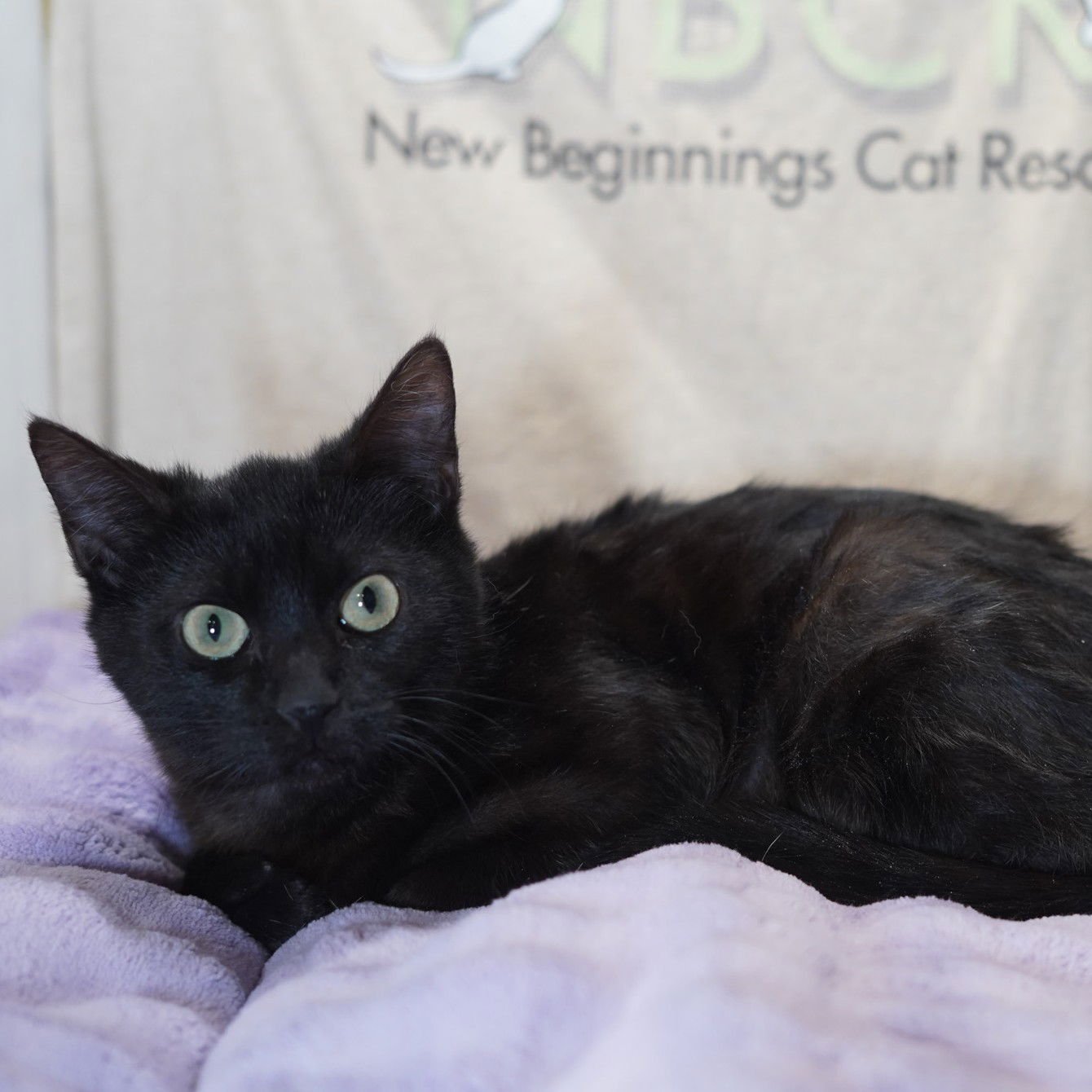 NITO - Domestic Short Hair available for adoption