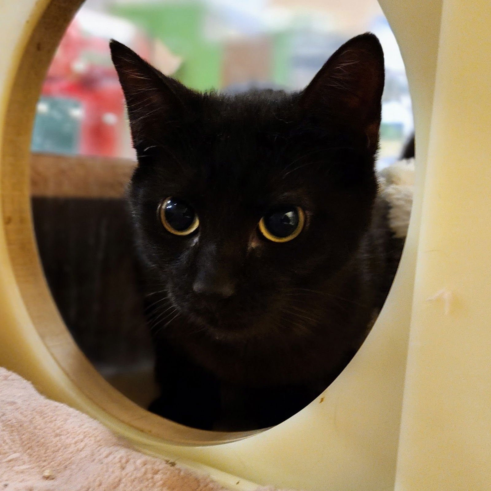 NITO - Domestic Short Hair available for adoption