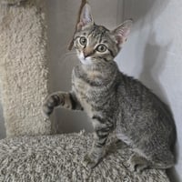 Gabby - Photo 3