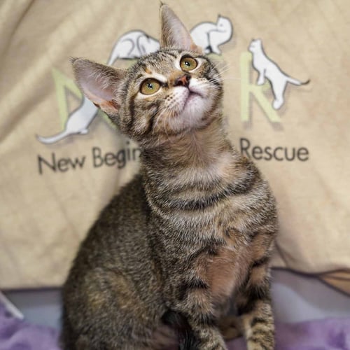 GABBY - Tabby / Domestic Short Hair available for adoption