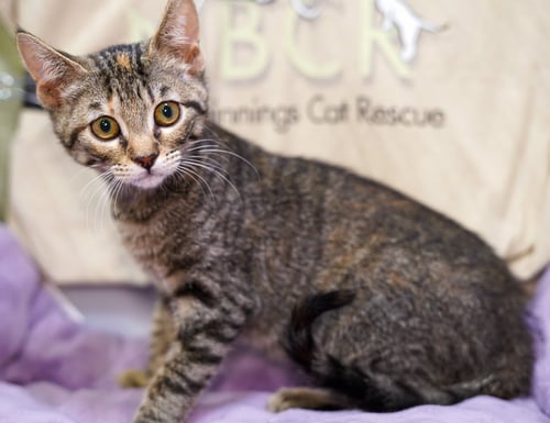 GABBY - Tabby / Domestic Short Hair available for adoption