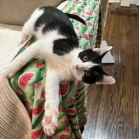 Shamu - Photo 25