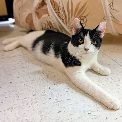 SHAMU - Tuxedo / Domestic Short Hair available for adoption