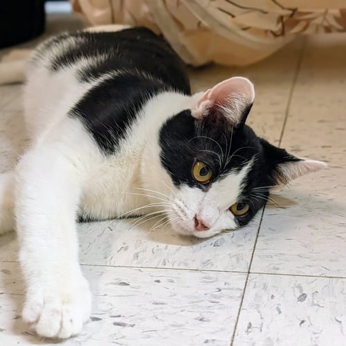SHAMU - Tuxedo / Domestic Short Hair available for adoption