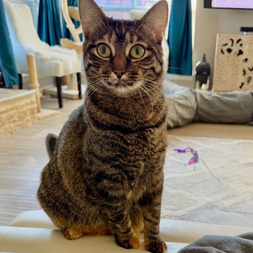 PICA - Tabby / Domestic Short Hair available for adoption