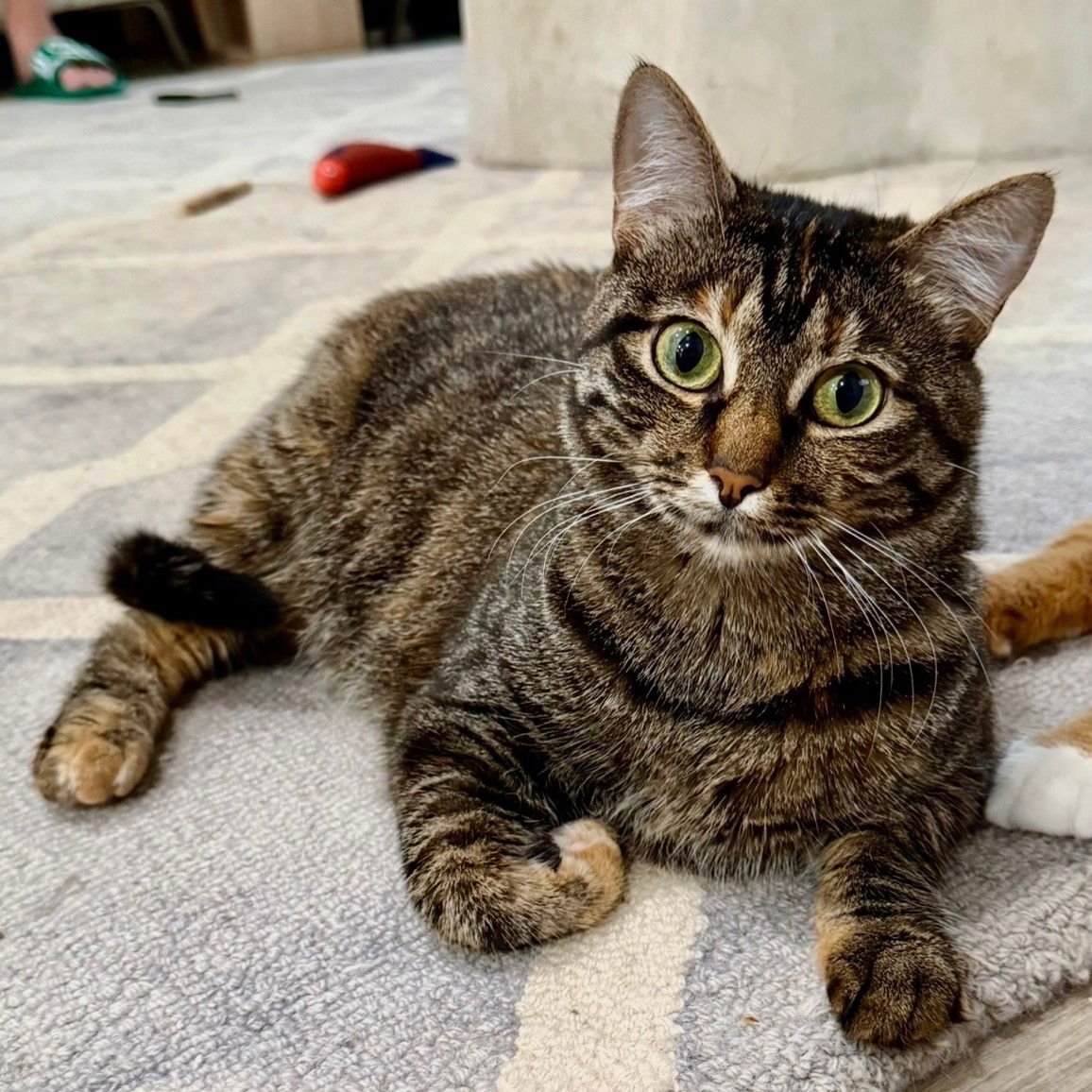 PICA - Tabby / Domestic Short Hair available for adoption