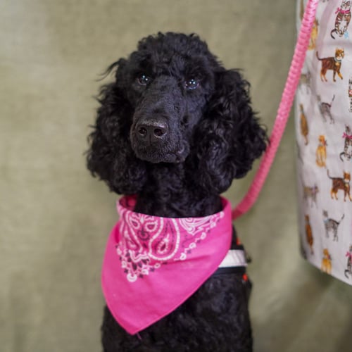 BABETTE - Poodle (Standard) available for adoption
