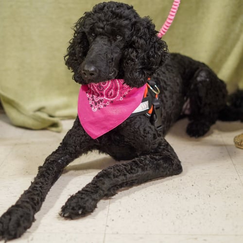 BABETTE - Poodle (Standard) available for adoption