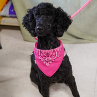 Babette - Photo 5