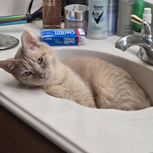 STITCH - Tabby for adoption in Plano