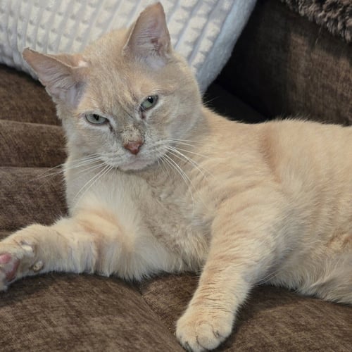 STITCH - Tabby available for adoption