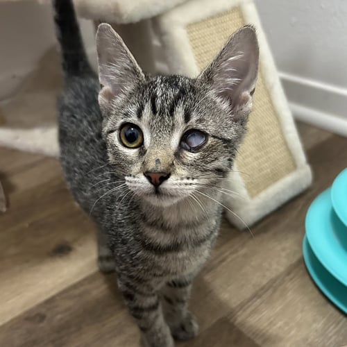 ANNA - Tabby / Domestic Short Hair for adoption in Richardson